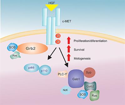 The Role of Hepatocyte Growth Factor (HGF) in Insulin Resistance and Diabetes